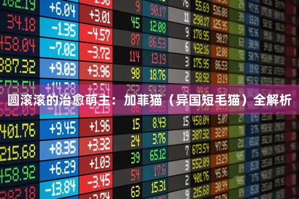 圆滚滚的治愈萌主：加菲猫（异国短毛猫）全解析
